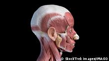 3D illustration of human facial muscles, lateral view, black background. Copyright: LeonelloxCalvetti/StocktrekxImages VET700182H