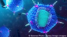 PRD1 bacteriophage, illustration PRD1 bacteriophage, illustration. Molecular model of the structure of a PRD1 bacteriophage. Bacteriophages are viruses that infect bacteria. The PRD1 bacteriophage is from the tectiviridae family, and infects gram-negative enterobacteria for example, Escherichia coli. It has a structure similar to adenoviruses, with an icosahedral protein coat capsid, dark blue, surrounding an internal membrane purple. This encloses its linear double-stranded deoxyribonucleic acid DNA, light blue viral genome. *** PRD1 bacteriophage, illustration PRD1 bacteriophage, illustration Molecular model of the structure of a PRD1 bacteriophage Bacteriophages are viruses that infect bacteria The PRD1 bacteriophage is from the PUBLICATIONxINxGERxSUIxHUNxONLY NANOCLUSTERING/SCIENCExPHOTOxLIBRARY F033/5745 