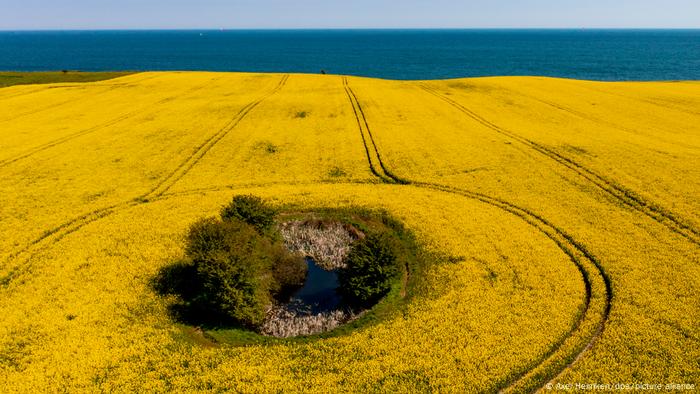 Campos de colza cerca de Kiel, norte de Alemania.