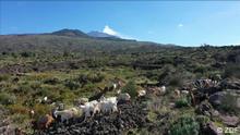 Italia: Sistema de alerta temprana con cabras