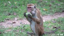 
(T) Ceylon-Hutaffe
(S) Sri Lanka, Ceylon-Hutaffe, Toque macaque, Ernte, China
(c) DW