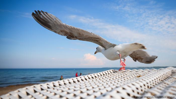 Gaviota en la playa, junto al mar Báltico.