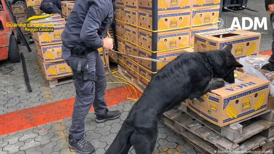 Italian sniffer dog finds more than 2,700 kilograms of cocaine in banana  shipment - ABC News