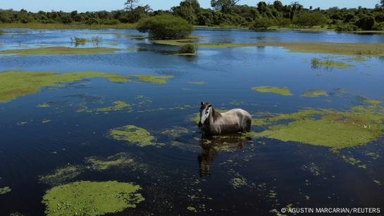 The destroyed forests of the Gran Chaco – DW – 05/16/2023