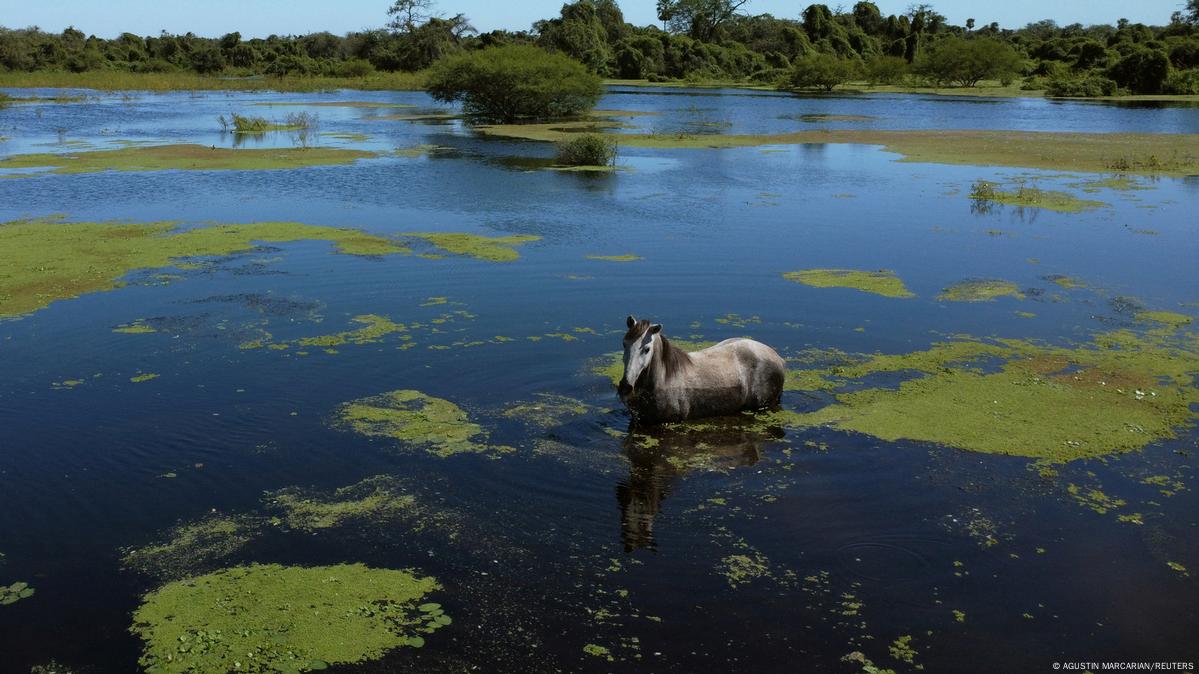 The destroyed forests of the Gran Chaco – DW – 05/16/2023