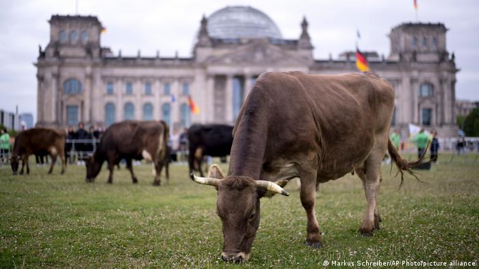 BdTD Deutschland | Kühe vor dem Reichstag in Berlin