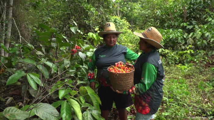 Centro de disputa na COP29, financiamento climático é encarado como salvação da lavoura na Amazônia