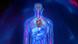 illustration of inner organs in the body illustration of inner organs in the body