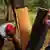 Zwei Männer schälen ein großes Stück Kork von einer Korkeiche