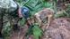 A sniffer dog along with a soldier looking a plant in a jungle A sniffer dog along with a soldier looking a plant in a jungle