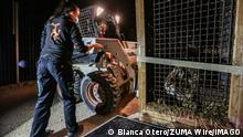 October 26, 2022, Alicante, Spain, Spain: A forklift picks up a caged rescued male lion outside a transport vehicle while an animal handler checks if the cage is set in place..The lion has taken a 72 hour across Europe to Spain from Ukraine after enduring weeks of shelling and bombing..Many wildlife animals often kept as exotic pets were abandoned when the war started often in horrid conditions. Alicante Spain - ZUMAo116 20221026_znp_o116_056 Copyright: xBiancaxOterox