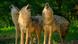 Wolves howling Wolves howling