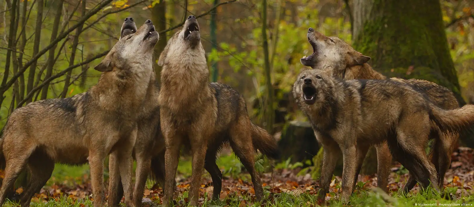 Von der Leyen declares war on the wolf … again – POLITICO