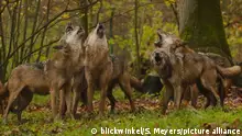 Europaeischer Wolf, Europaeischer Grauwolf, Gewoehnlicher Wolf, Gemeiner Wolf (Canis lupus lupus), heulende Woelfe im Rudel im Herbst, Deutschland, Bayern | European gray wolf (Canis lupus lupus), howling wolves in a pack in autumn, Germany, Bavaria