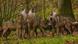 A pack of wolves A pack of wolves