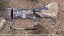 Hallan en la Patagonia argentina los fósiles de uno de los dinosaurios más grandes jamás descubiertos