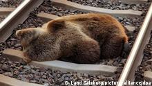 Un oso pardo muere atropellado por un tren en Austria