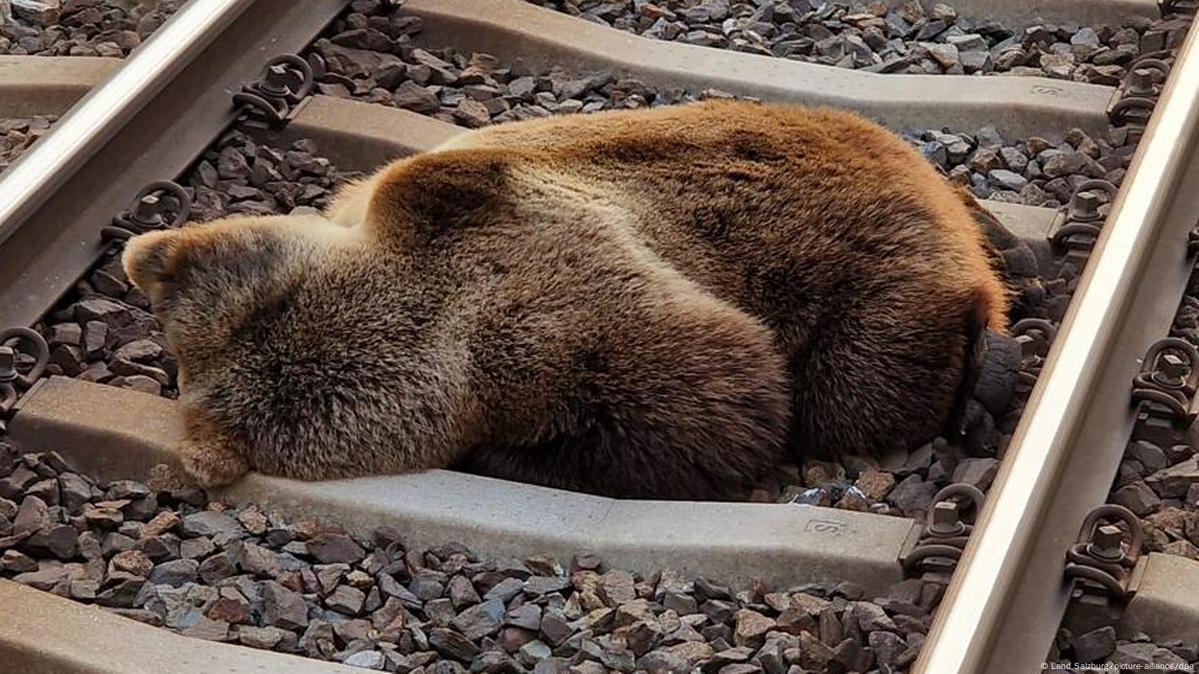 Мертвый медведь найден на железнодорожных путях в Австрии – DW – 24.05.2023