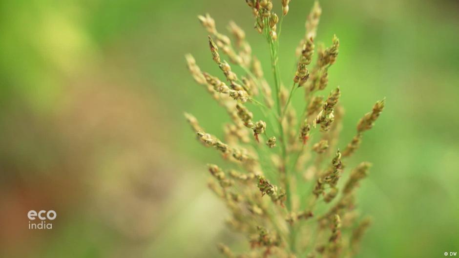 The millet man of Tamil Nadu DW 06/01/2023