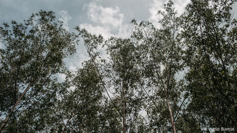 2 Billion New Trees: Suzano, Santander Launch Massive Planting Push in  Brazil - Bloomberg