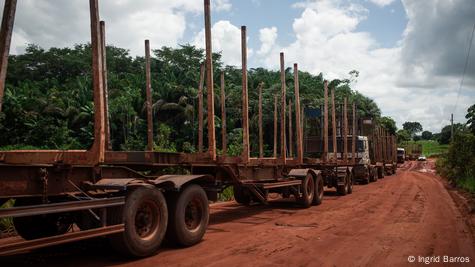 2 Billion New Trees: Suzano, Santander Launch Massive Planting Push in  Brazil - Bloomberg