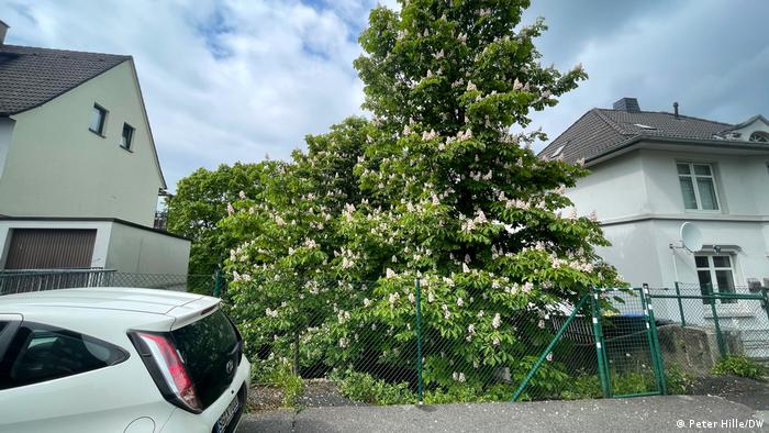 Blühende Kastanienbäume auf dem leeren Grundstück in Solingen, auf dem einst das Haus der Familie Genc stand.