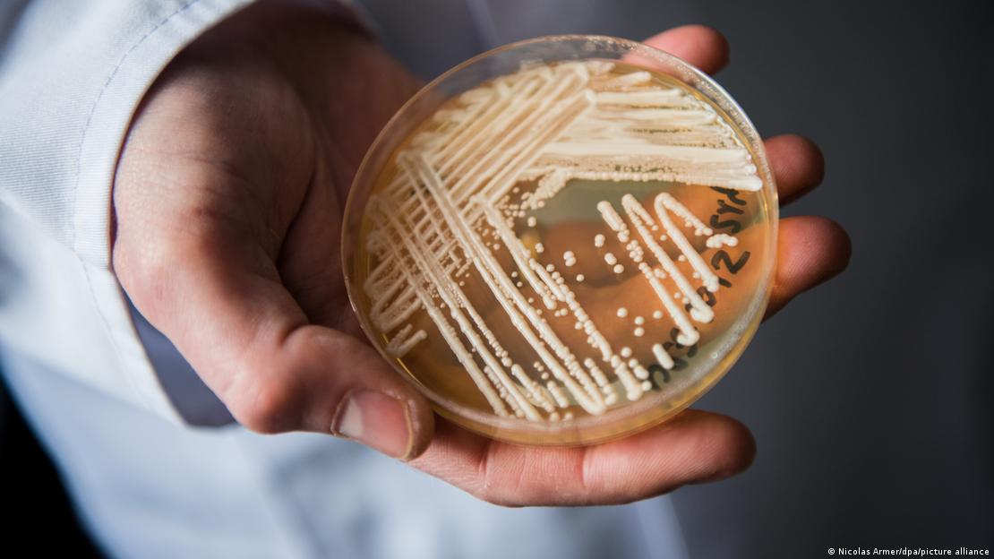 Cultura de fungo Candia auris em placa de Petri