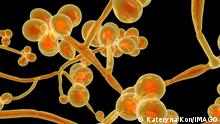 Infektionen mit dem Pilz Candida auris nehmen rasant zu
