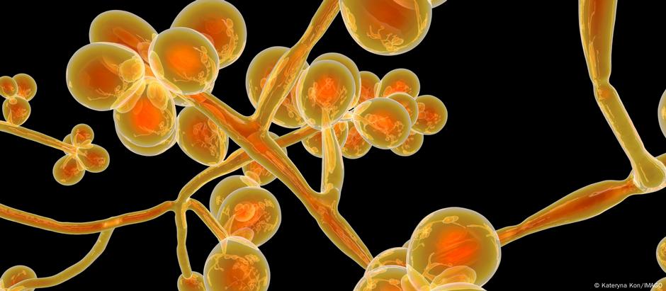 C. auris consta da lista da OMS de fungos mais perigosos à saúde humana