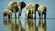 African elephants at a watering hole African elephants at a watering hole