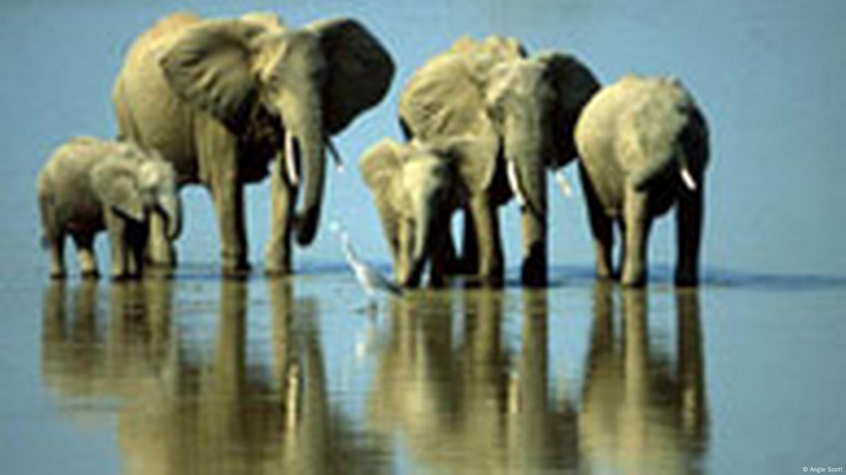 Illegal Ivory DW 12 13 2011   657316 605 