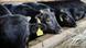 Cattle are fed after officials confirmed the hay were safe at a farm in Miharu, Fukushima Prefecture Cattle are fed after officials confirmed the hay were safe at a farm in Miharu, Fukushima Prefecture