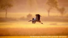 Bild des Tages: Gold im Schnabel