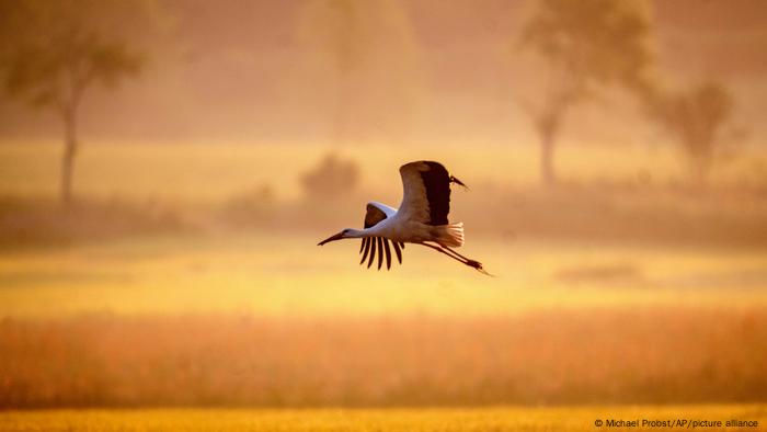 BdT I BdTD I Storch im Anflug