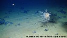La mayor zona de extracción de metales para baterías en aguas profundas está repleta de especies exóticas