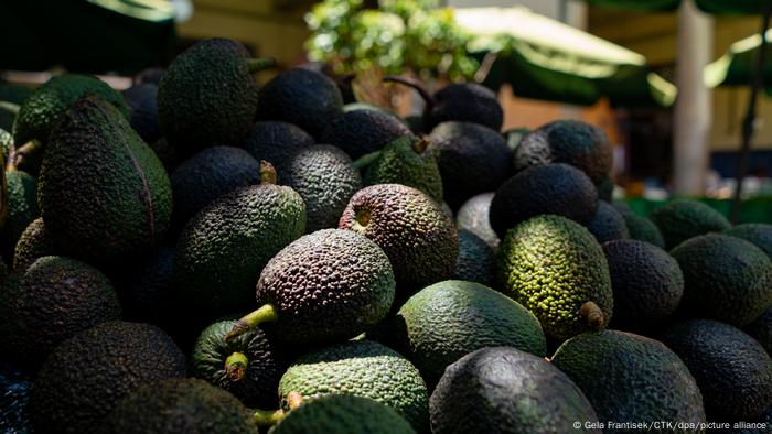 Aguacates en el Mercado dos Lavradores, en Funchal, en la isla de Madeira, Portugal. Aguacates en el Mercado dos Lavradores, en Funchal, en la isla de Madeira, Portugal.