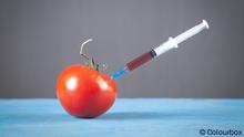 Syringe and tomato. Genetic modification