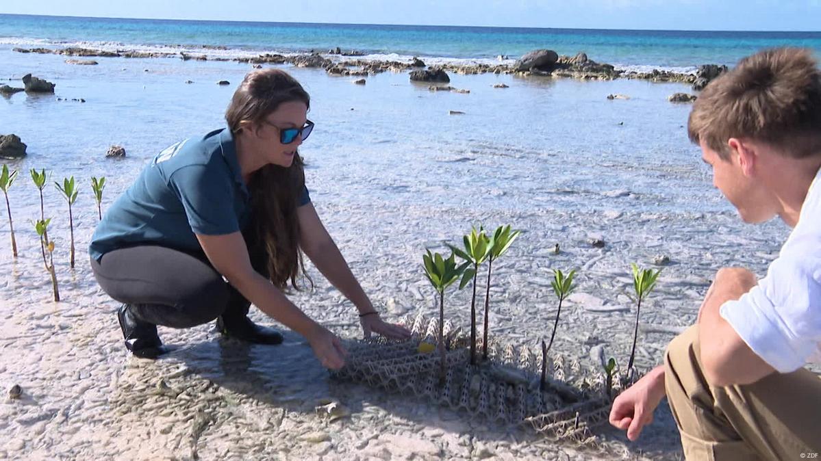 Can trees save islands from climate change? DW 06/13/2023