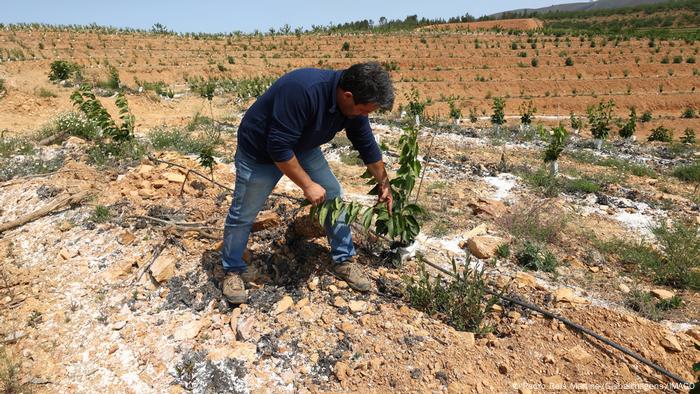 Sequía en Portugal:un hombre examina una plantación de cerezos en Enxabarda, Castelejo.