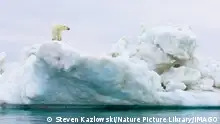 URSUS MARITIMUS Polar bear (Ursus maritimus) standing on iceberg floating in the Beaufort Sea, Arctic ocean, off the coast of Alaska. PUBLICATIONxINxGERxSUIxAUTxONLY 1313218 StevenxKazlowski 