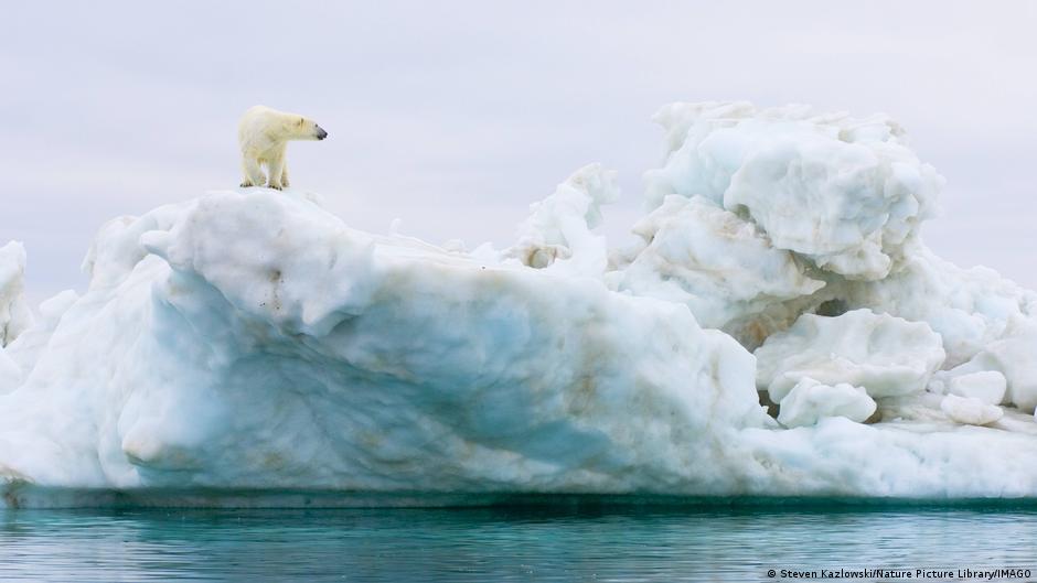 Polar bears forced to change diet – DW – 03/01/2024