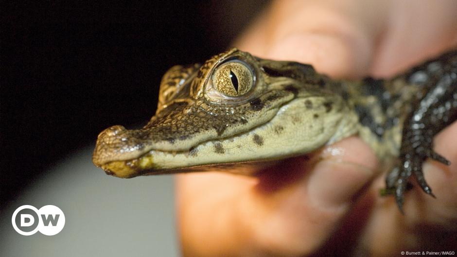 Odkrycie pierwszego dziewiczego porodu u krokodyli – DW – 06.09.2023