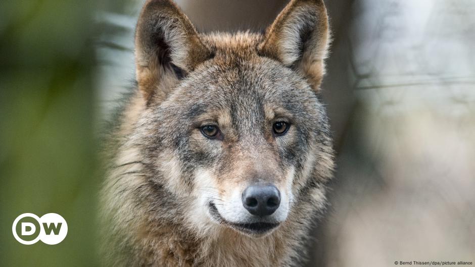 Wolf in Deutschland und EU ohne Lobby
Top-Thema
Weitere Themen