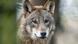 A wolf A wolf