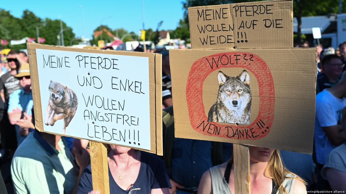 Wolves in Germany: How public sentiment has flipped