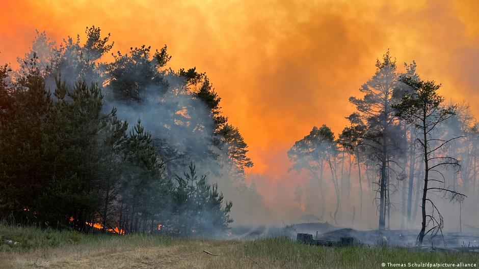 Fact check: How many wildfires in Germany are down to arson? – DW – 08/25/2023 - Vimarsana News