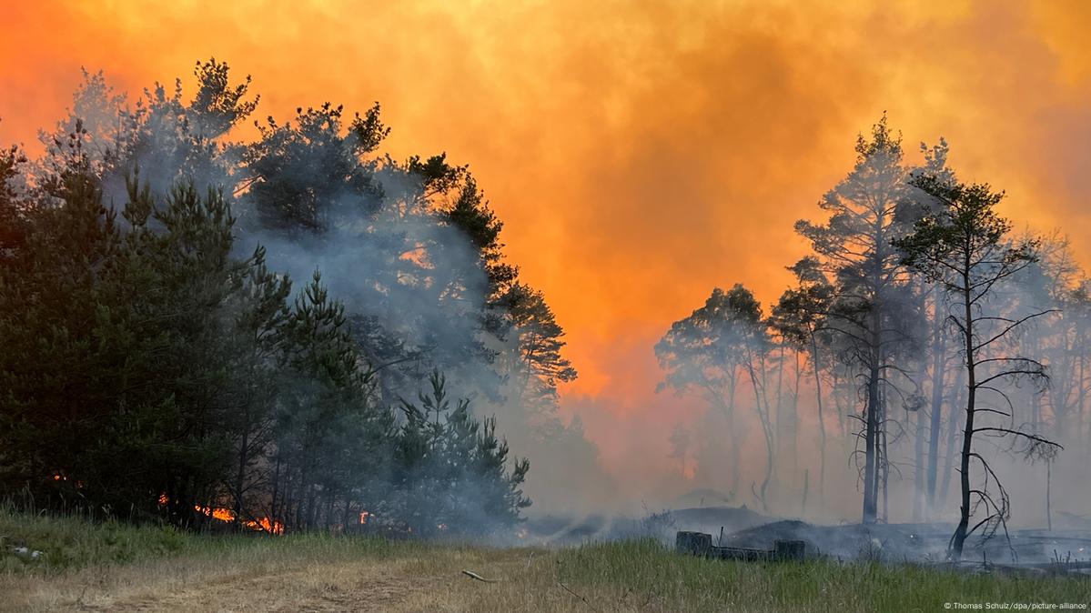 Fact check How many wildfires in Germany are down to arson? DW 08