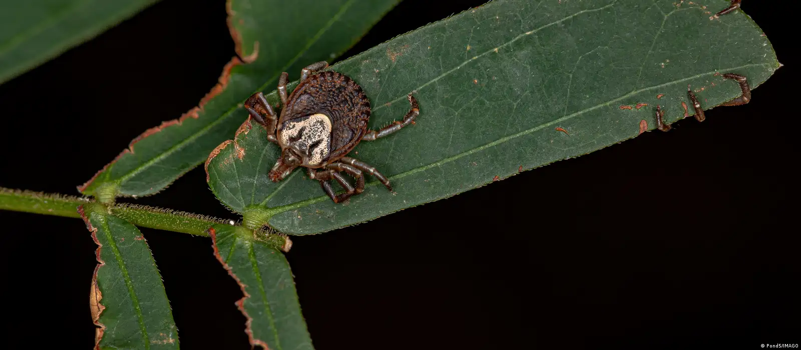 Entenda as picadas de carrapatos e a doença de Lyme, image size:1600x700