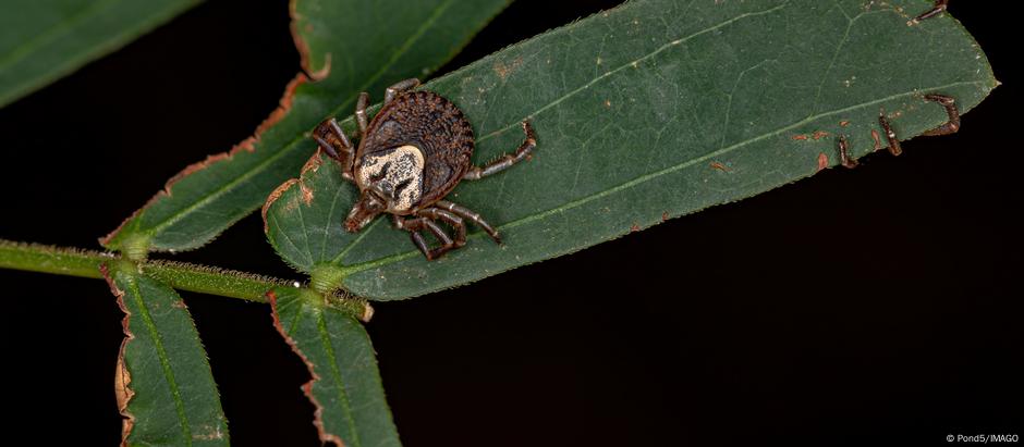 Febre maculosa é transmitida por carrapato infectado