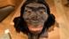 Reconstrucción de la "Australopithecus afarensis" Lucy de 3.200.000 años de antigüedad. Reconstrucción de la "Australopithecus afarensis" Lucy de 3.200.000 años de antigüedad.